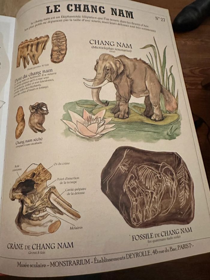 Deyrolle Les Histoires vraies des Créatures Fantastiques Plume de Carotte - photo numéro 12