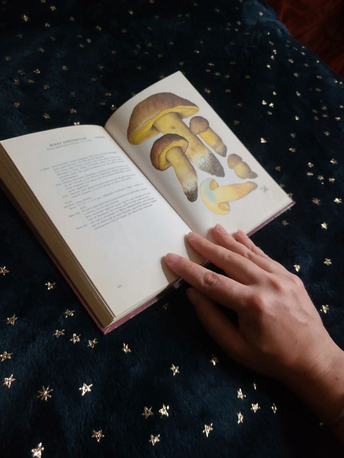 Petit livre sur les champignons - photo numéro 5