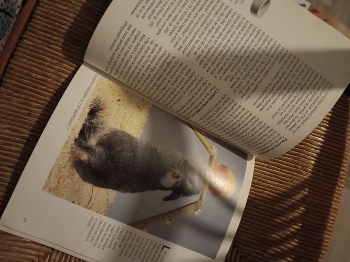 Chinchilla - photo numéro 2