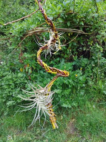 Corne de gazelle ,liane support plante aérienne, tillandsia