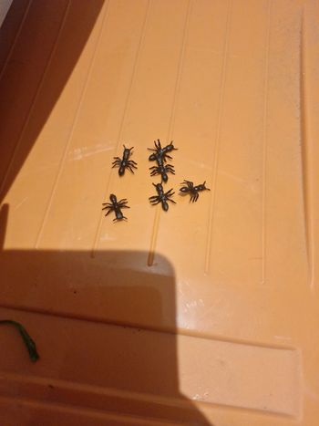 Lot de 6 mini fournie noir