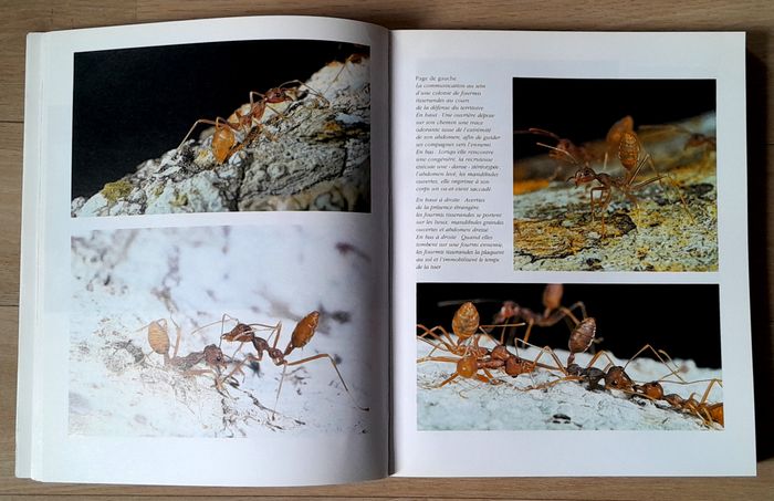 Voyage chez les fourmis - une exploration scientifique - photo numéro 9