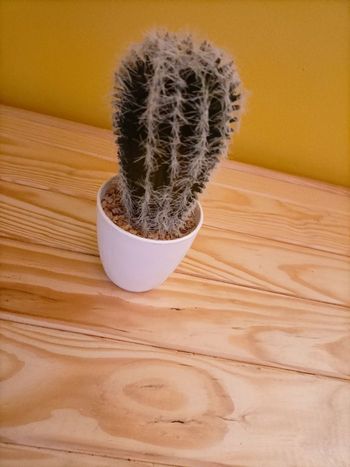 Cactus artificiel réaliste pot blanc laqué