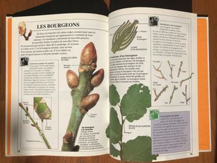 « Pleins feux sur » Les arbres - Gamma Jeunesse - photo numéro 3