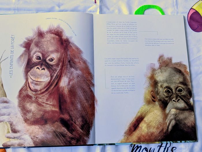Livre bébés animaux - photo numéro 4