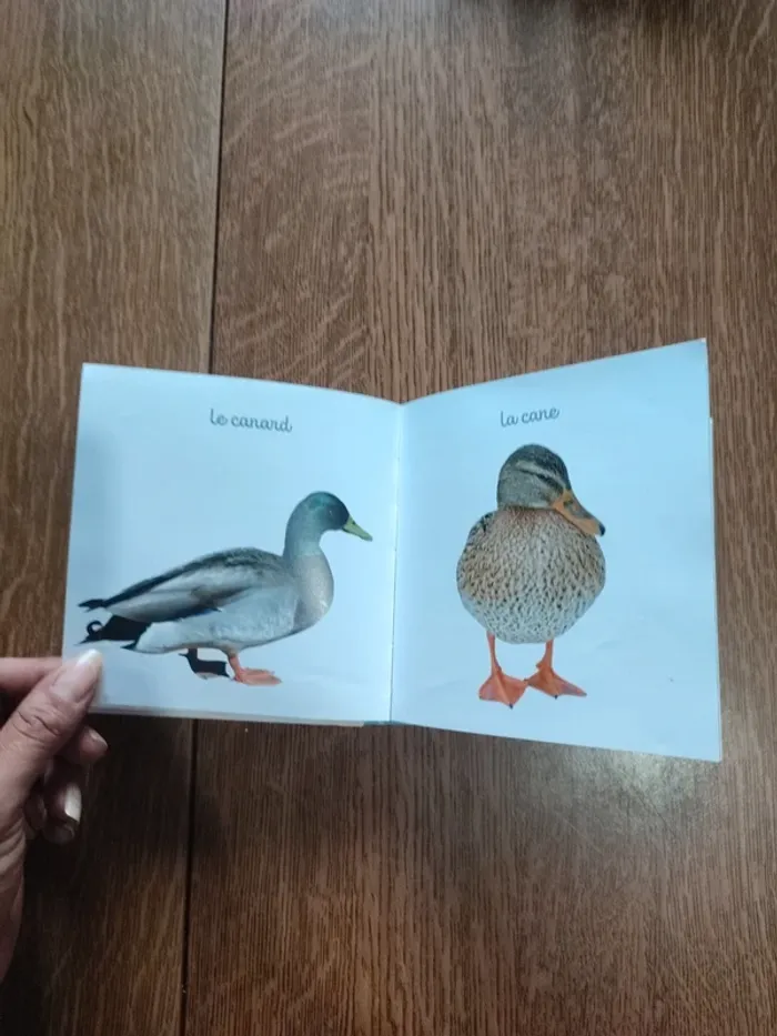 Livre mon Mini imagier des animaux - photo numéro 18