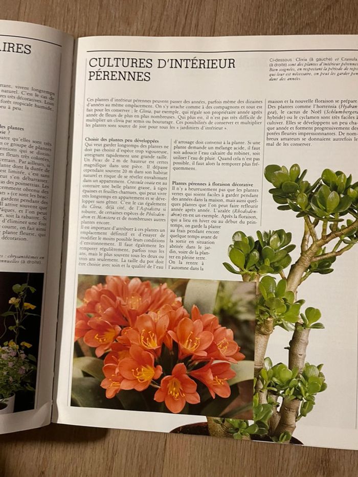 Le grand livre des plantes d'interieur - photo numéro 3