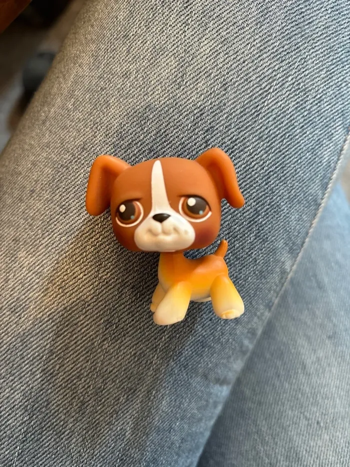 Pet shop boxer brun
