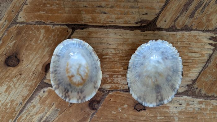 Coquillages d'allaitement baby Shell taille M - photo numéro 3