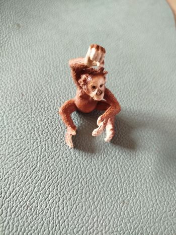 Bébé Orang-outan