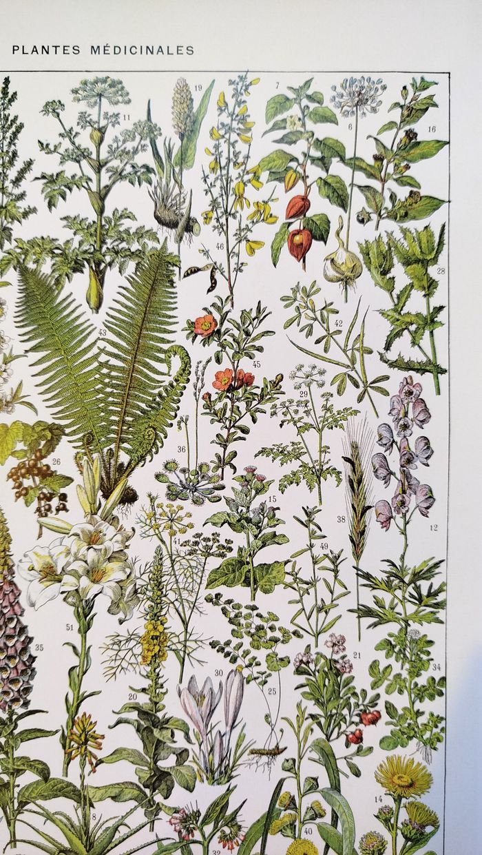 Affiche sur les plantes médicinales "absinthe", d'après une lithographie de 1928 - photo numéro 3