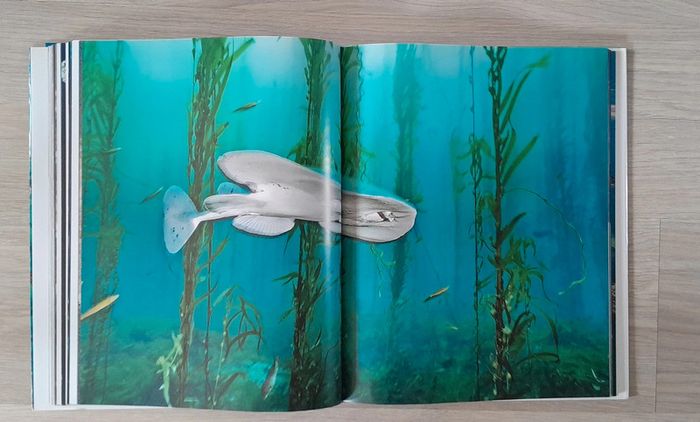 L'homme et la mer fondation goodplanet - photo numéro 9