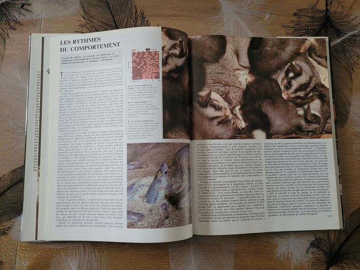 Le comportement animal Neil Curtis - photo numéro 4