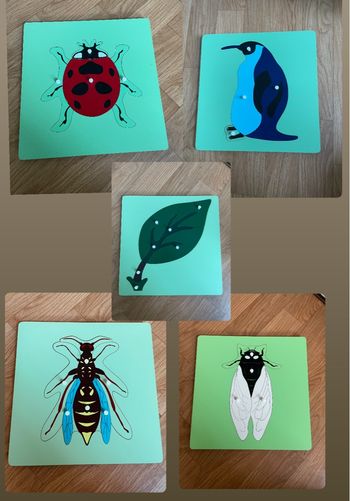 Lot puzzles Montessori