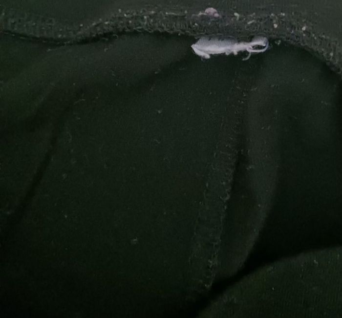 Legging sport, Energetics - photo numéro 4