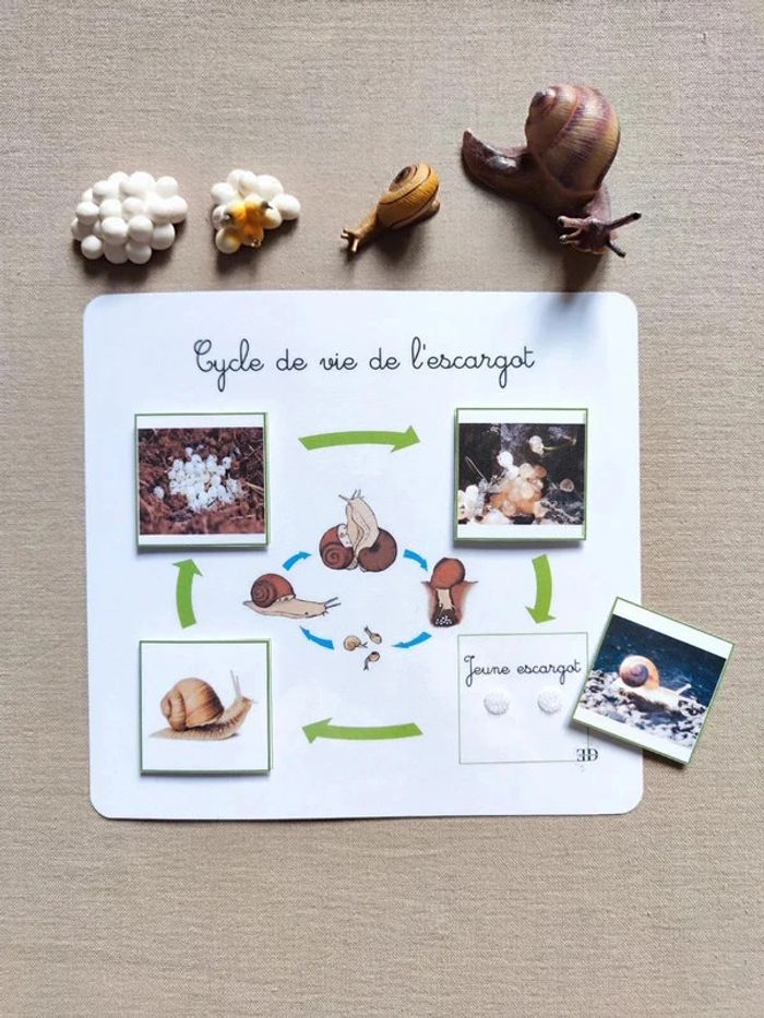 Kit cycle de vie d'un escargot Montessori