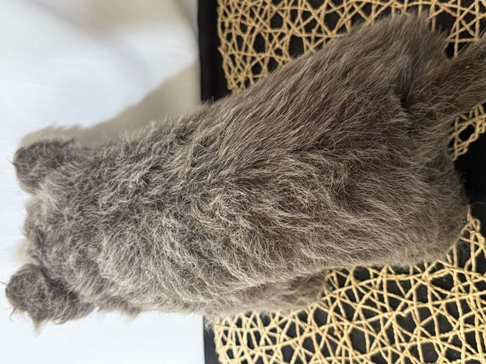 peluche sanglier - photo numéro 4