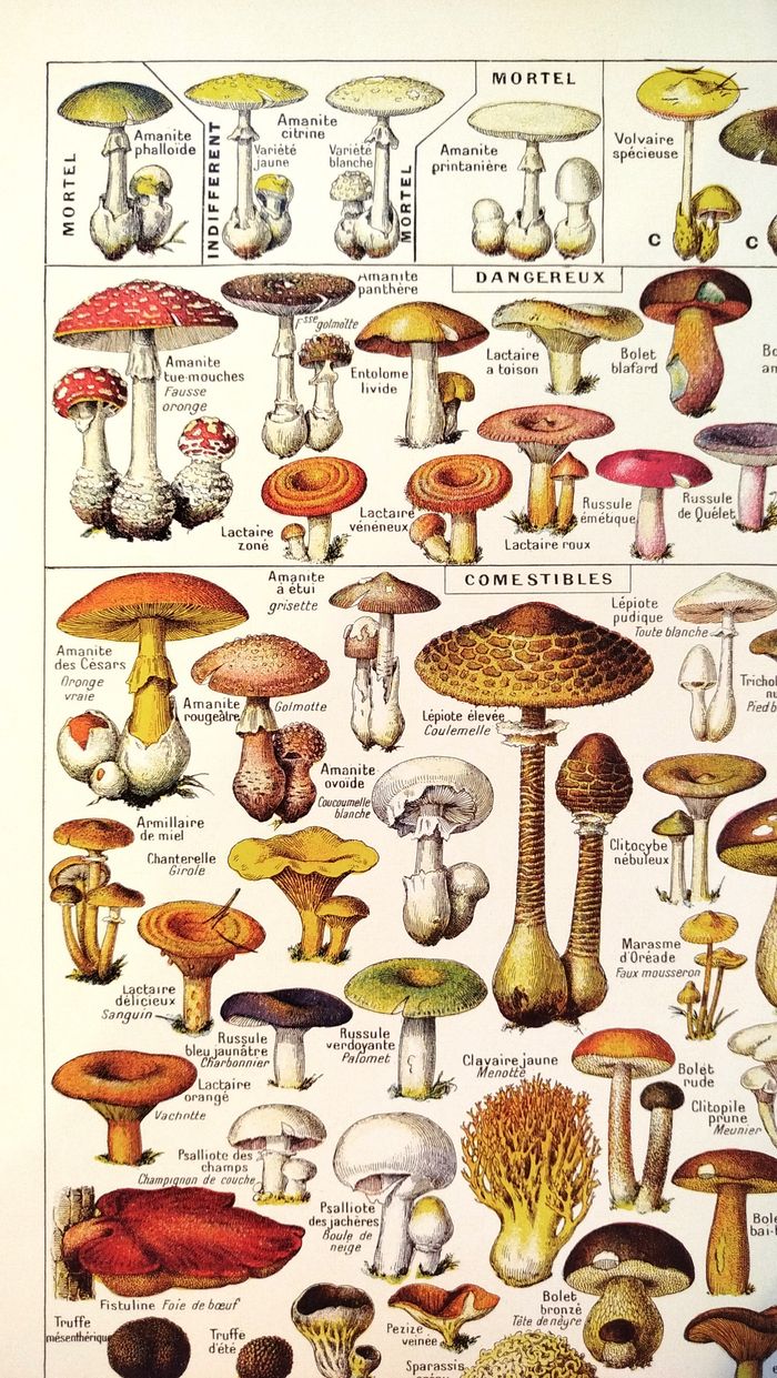🍄Affiche sur les champignons comestibles et vénéneux, d'après une lithographie de 1920 - photo numéro 3