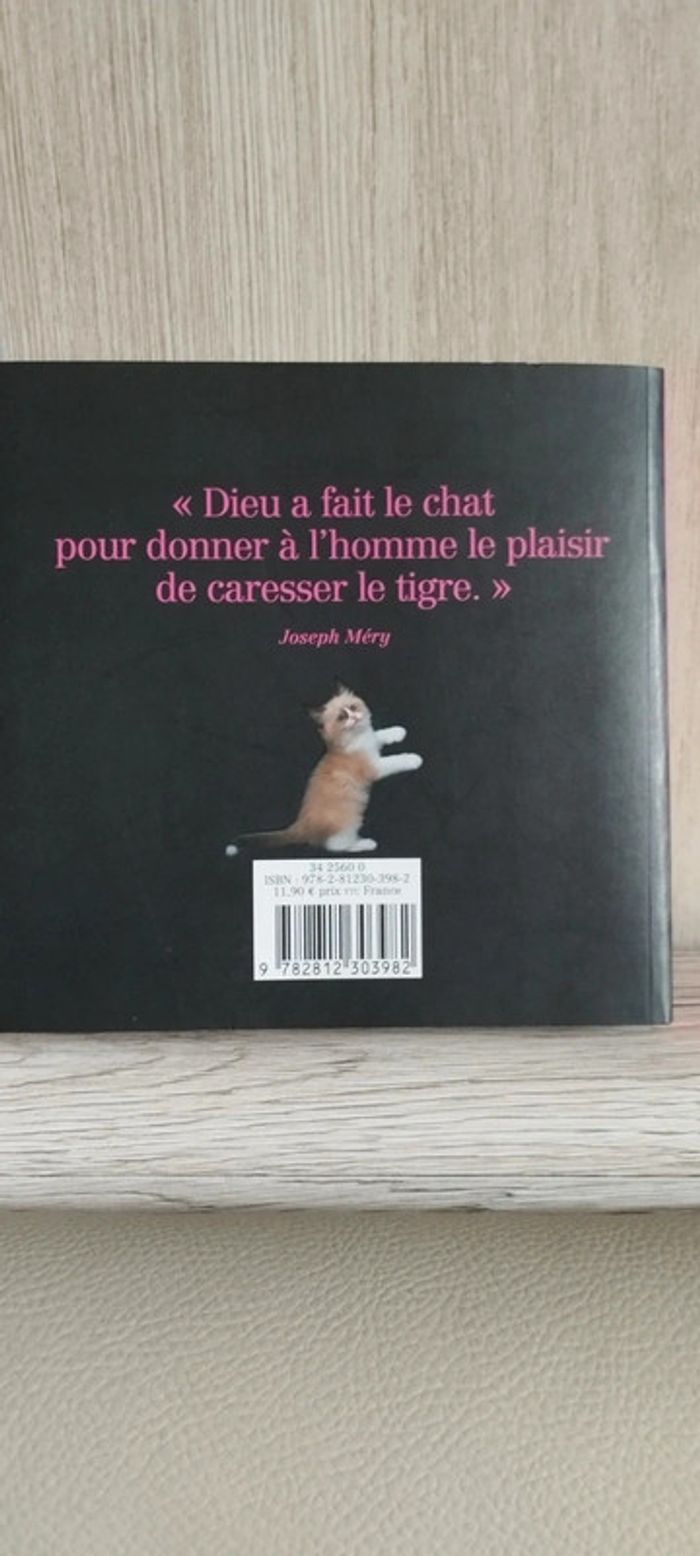 Amours de chatons - photo numéro 2