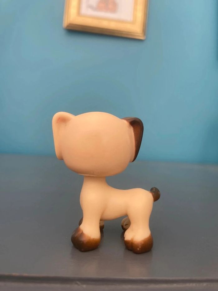 Chien wonderkids - Mon Petit Compagnon - photo numéro 2