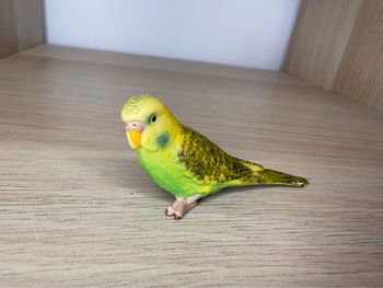 Perruche schleich verte