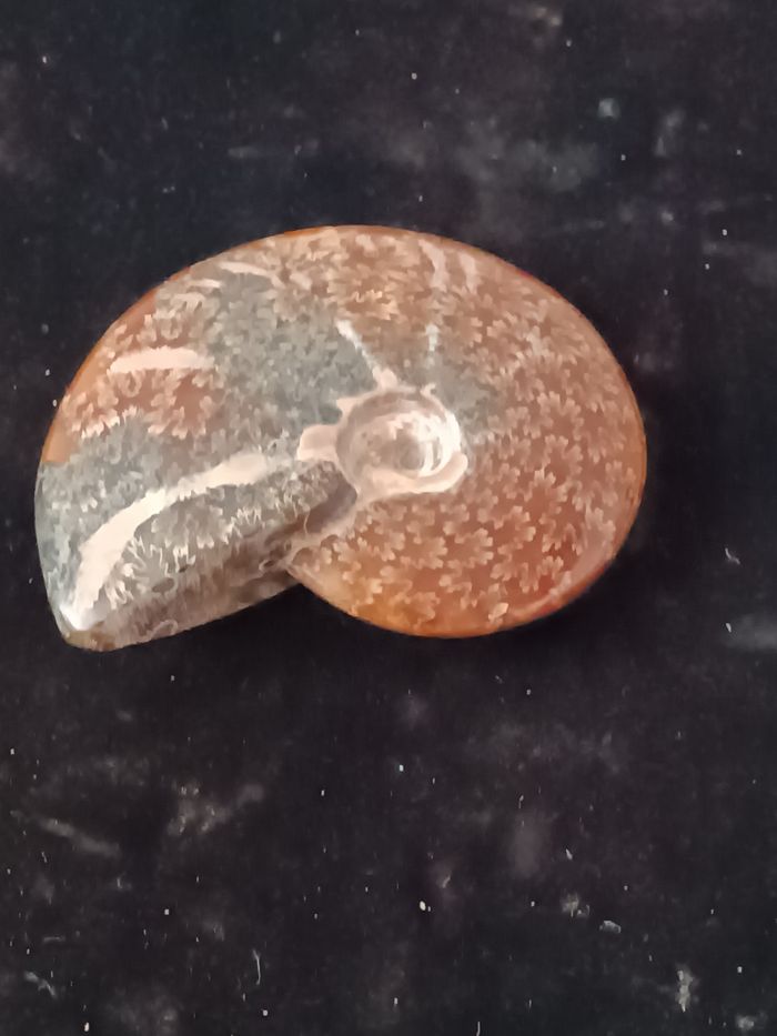 Ammonite polie - photo numéro 5