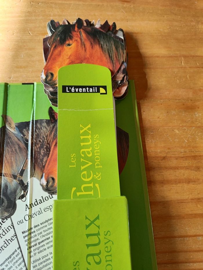 Les chevaux et poneys - photo numéro 3