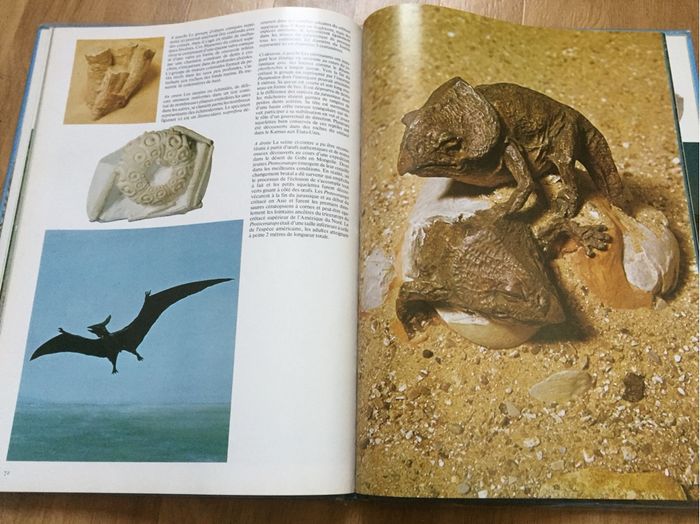 Animaux préhistoriques ou dinosaures - photo numéro 4