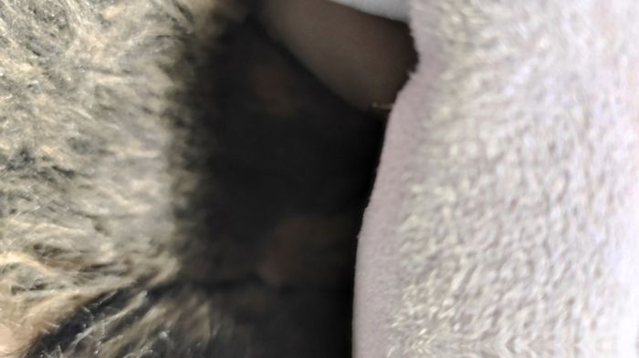 veste femme taille 44 - photo numéro 10