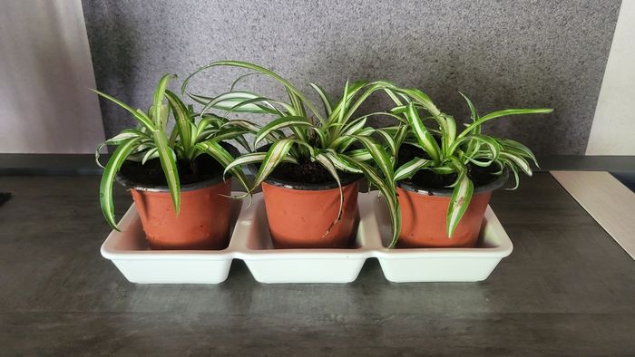 Plante a - photo numéro 2