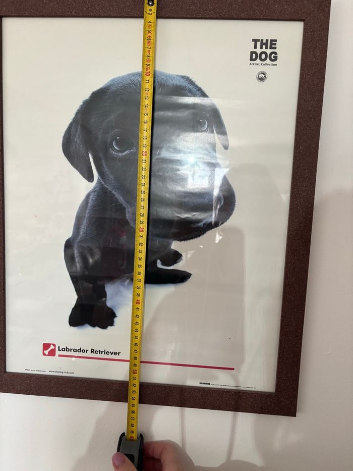 Poster de labrador encadré - photo numéro 2
