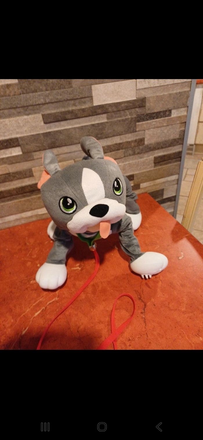 Chien bulldog gris toufous