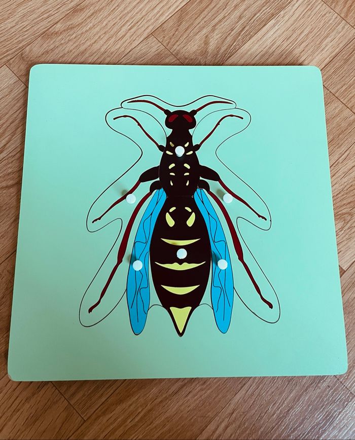 Puzzle Zoologie Montessori : La guêpe