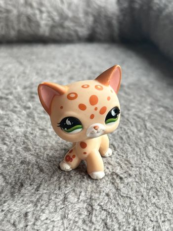 Chat petshop