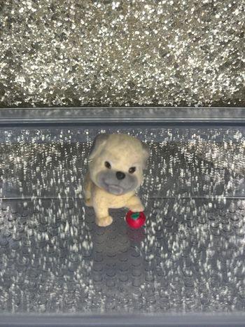 Puppy and kitty in my pocket