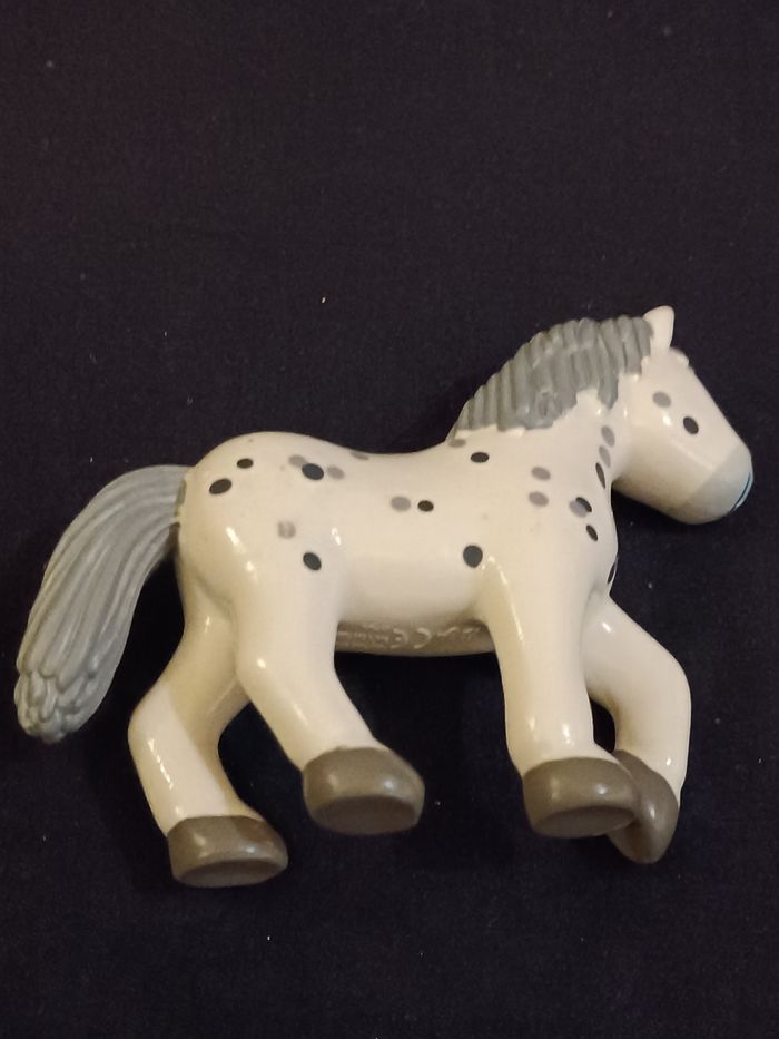 Cheval Pipa Haba - photo numéro 7