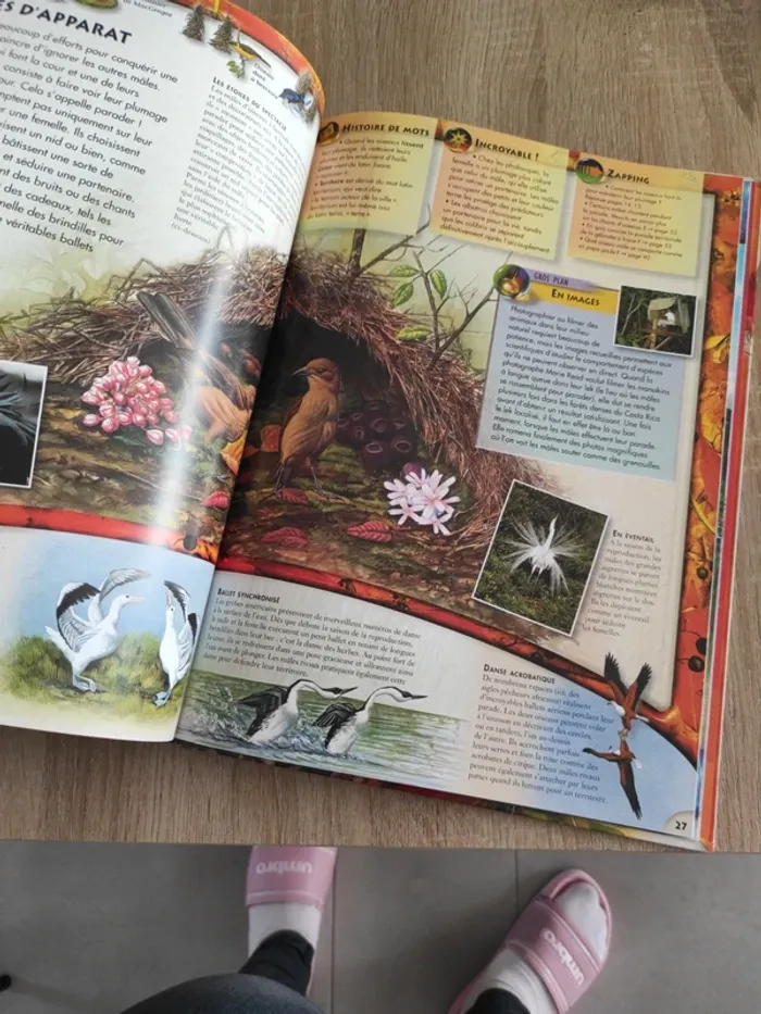 Livre Larousse les oiseaux - photo numéro 4