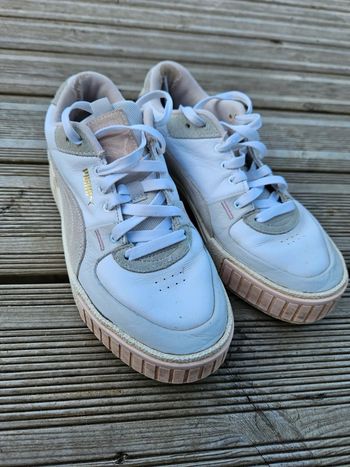 Puma cali blanche