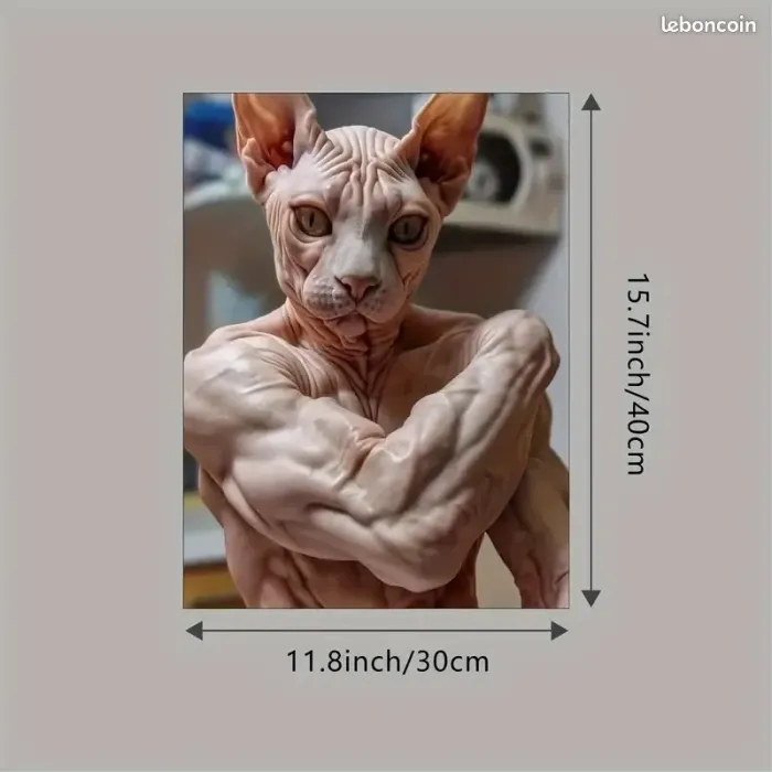Poster plastifié chat sphynx