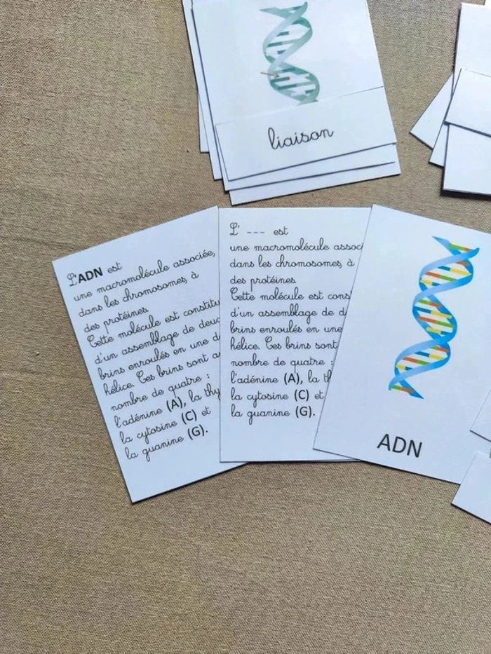 Cartes de nomenclature de L'ADN - photo numéro 5