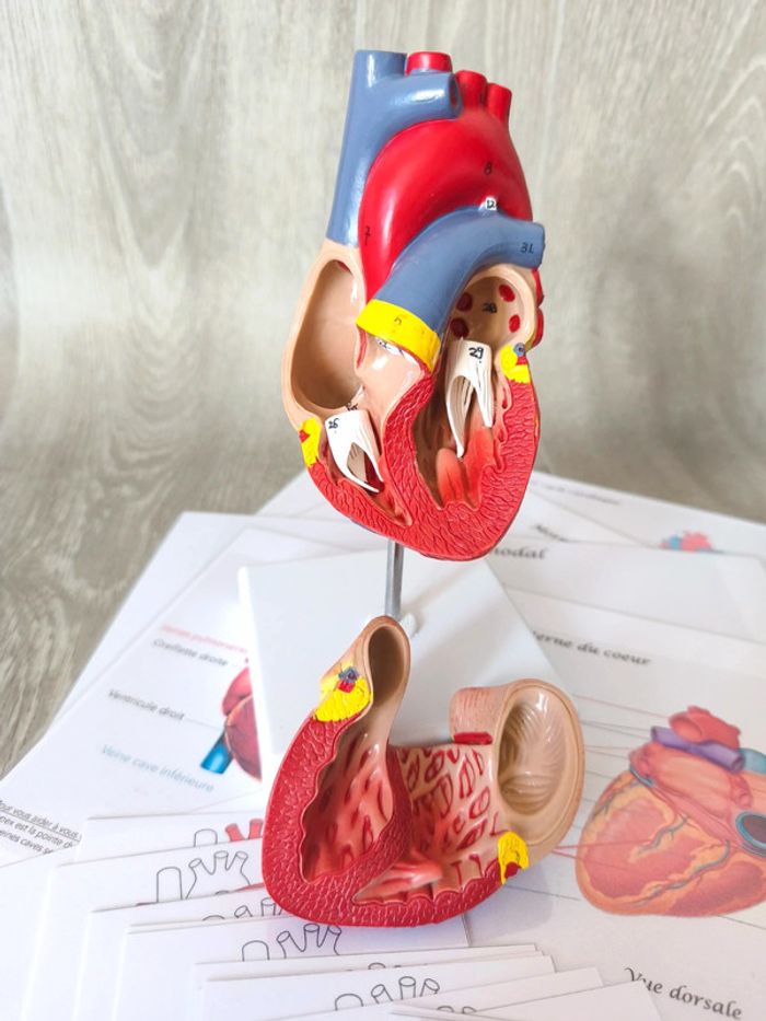 Kit anatomie du coeur - photo numéro 4