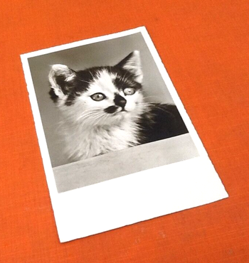 Carte postale ancienne Chat Photographie Echte (réelle) Editeur Amag 69517