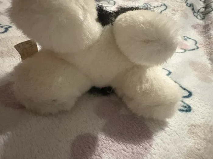 Chien noir et blanc - photo numéro 4