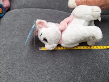 Chat aristochat Marie