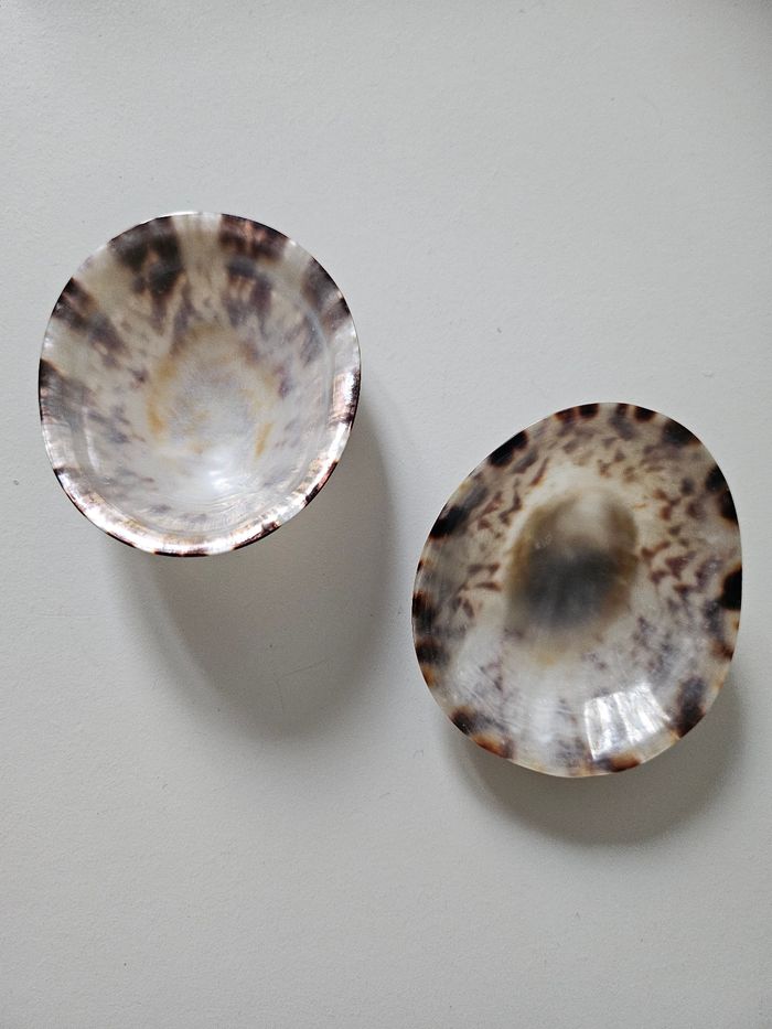 Baby Shell Coquillage d'allaitement (L) - photo numéro 4