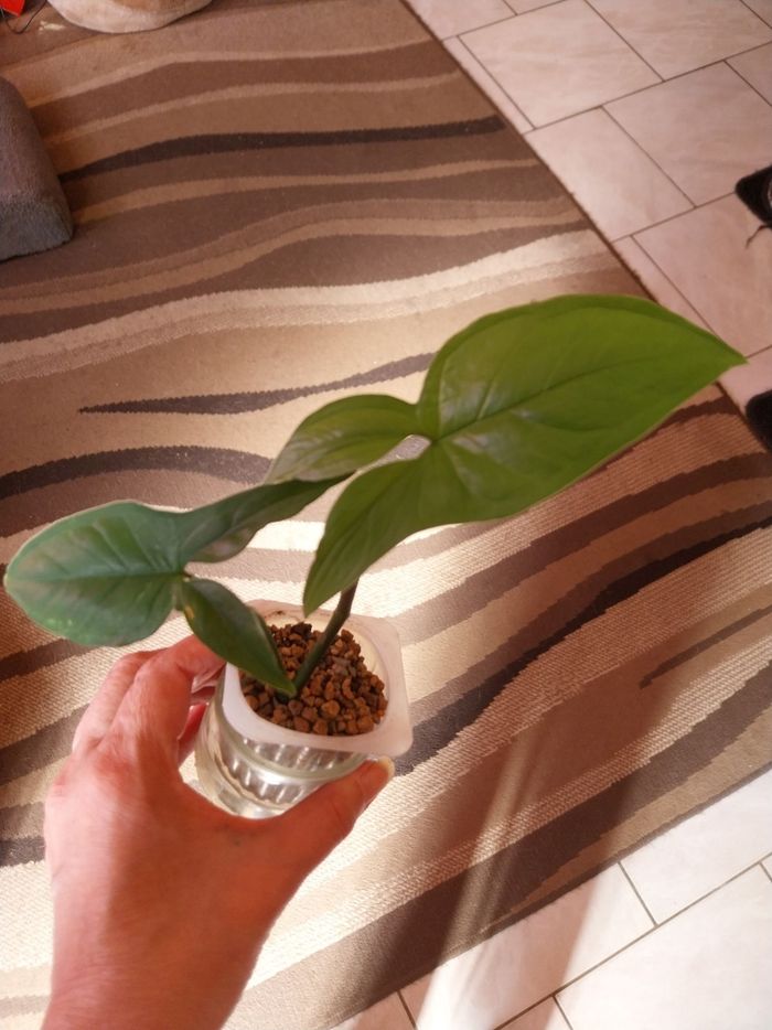 Syngonium - photo numéro 2
