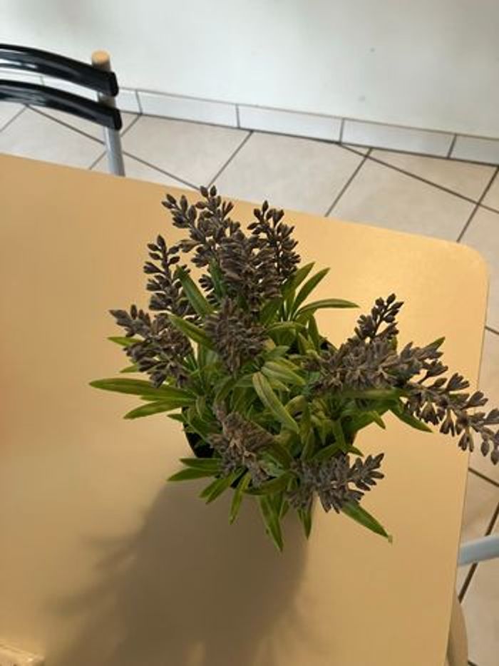 Plante lavande artificiel - photo numéro 2