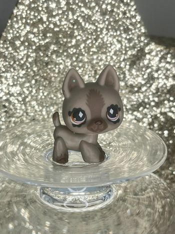 Littlest #491 chihuahuas