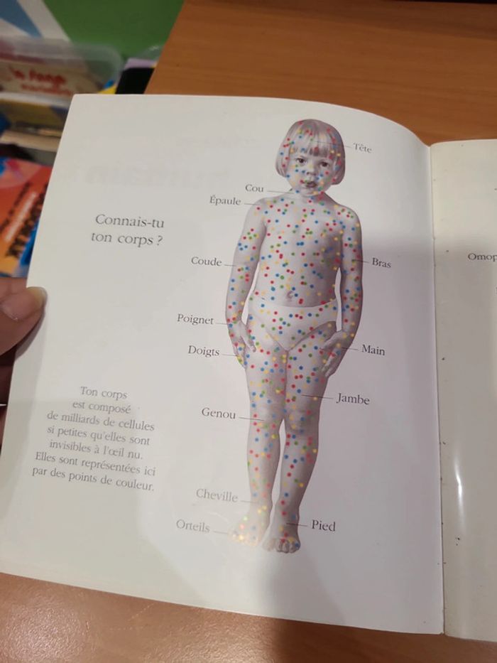 Cache cache avec corps humain - photo numéro 4