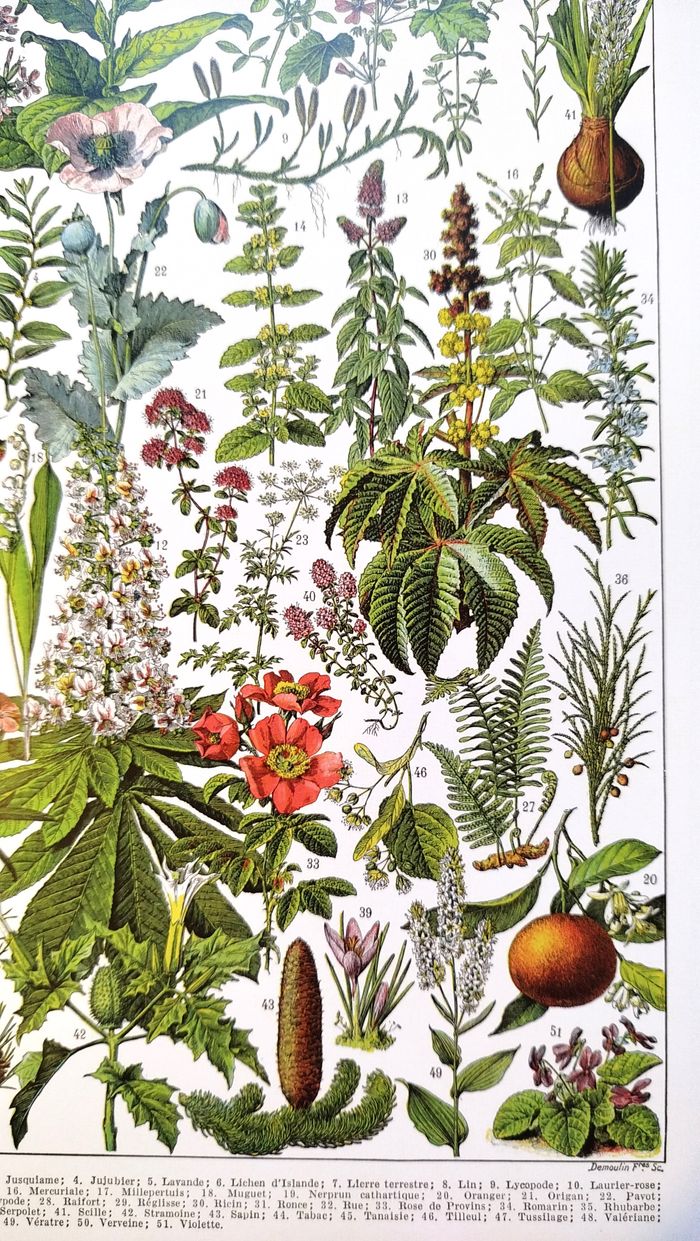 🍃 Affiche sur les plantes médicinales "gui", d'après une lithographie de 1928 - photo numéro 7